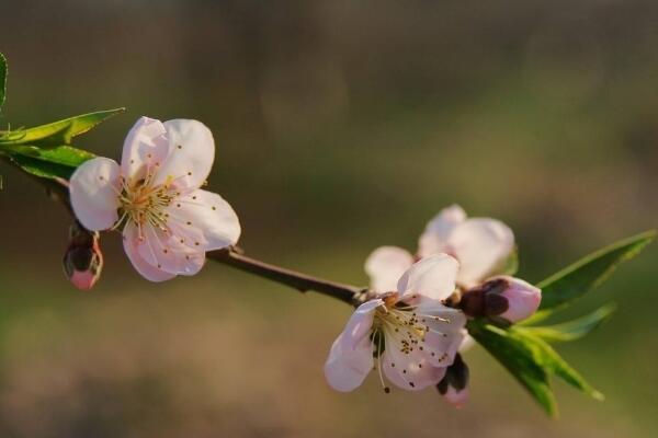 桃花的蟲害防治大全，紅蜘蛛的危害非常嚴重