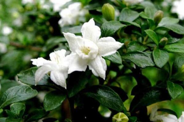 六月雪葉子干枯掉落，五種原因以及解決方法