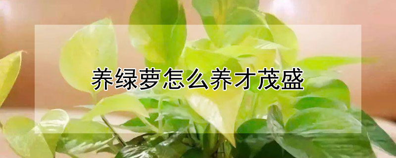 養(yǎng)綠蘿怎么養(yǎng)才茂盛