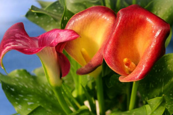 彩色馬蹄蓮為什么不能復(fù)花，品種特殊復(fù)花難度大