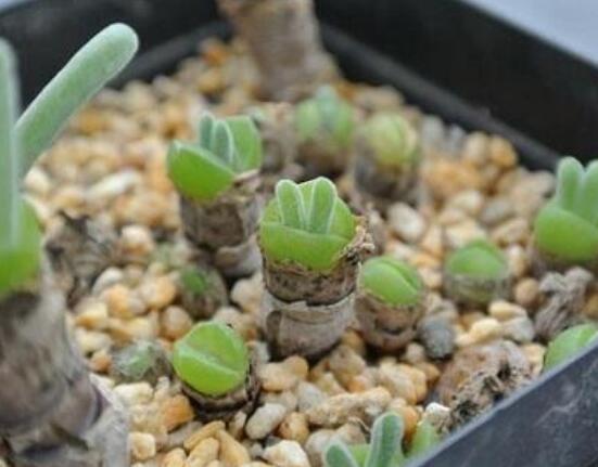 碧光環(huán)多肉有毒嗎，無毒/株型優(yōu)雅、美觀可愛