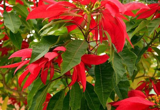 一品紅多久澆一次水，不同季節(jié)不同澆水量(澆則澆透)