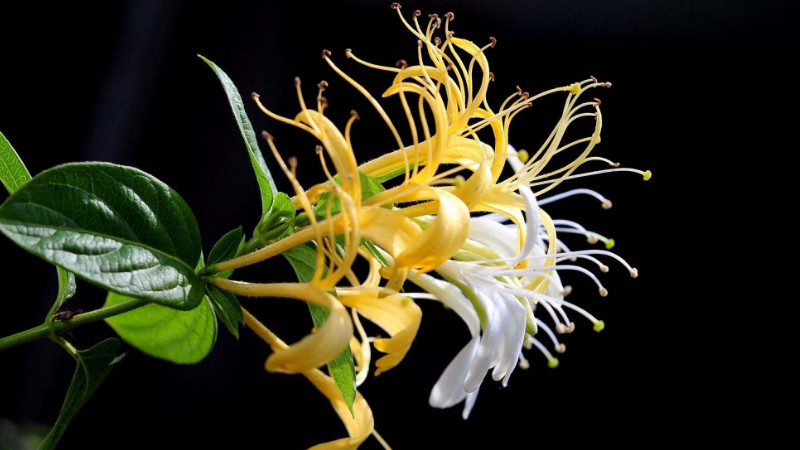 金銀花室內(nèi)可以種植嗎