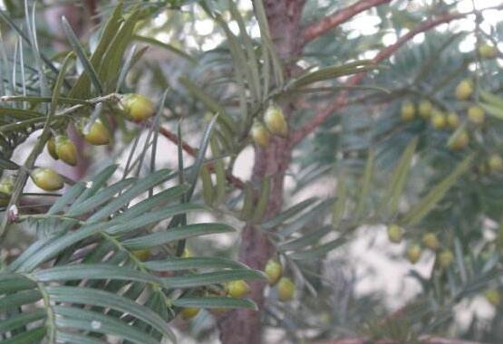 紅豆杉的功效與作用，紅豆杉八大功效與作用