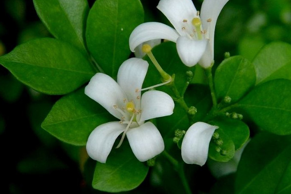 九里香春天不發(fā)芽是什么原因