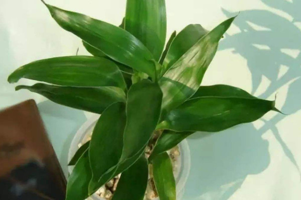 富貴竹可以土養(yǎng)嗎，土培栽植時(shí)間選在4~9月