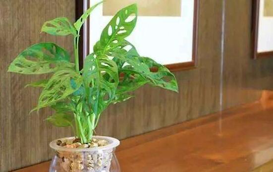 龜背竹水培方法和注意事項，教你超簡單三點步驟/勤換水