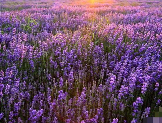 薰衣草有什么功效，舒緩修護(hù)、改善心肌、安撫神經(jīng)