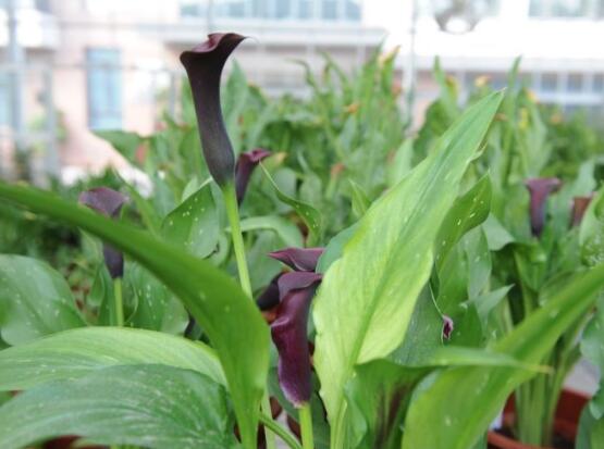 紫色馬蹄蓮花語是什么，代表著一種單純的愛