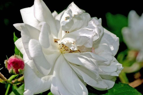 爬藤薔薇一年長(zhǎng)幾米