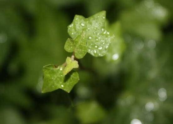 水培常春藤的養(yǎng)殖方法，老農(nóng)總結(jié)的簡(jiǎn)單易學(xué)三部曲