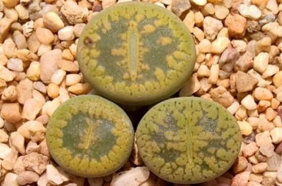 生石花怎么養(yǎng)長得快，老農(nóng)總結(jié)五個快速生長好方法