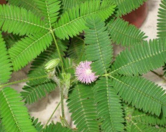 含羞草怎么養(yǎng)護，老農(nóng)總結(jié)五點最實用方法