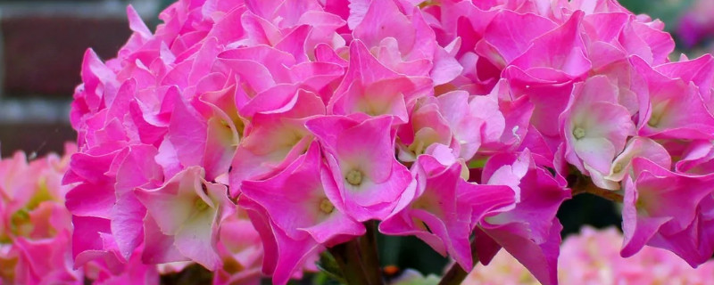 繡球花被太陽(yáng)曬蔫了怎么辦