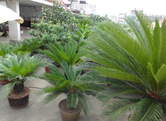 鐵樹能放臥室嗎，盡量不要放（與你爭奪氧氣、呼吸受阻）