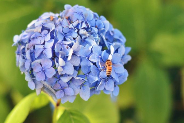 天竺葵怎么過冬