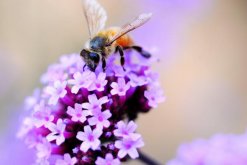 薰衣草適合送什么人，送給朋友、戀人