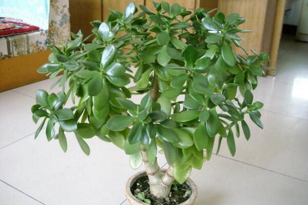 燕子掌放在客廳里養(yǎng)殖好嗎，可有效的改善室內環(huán)境