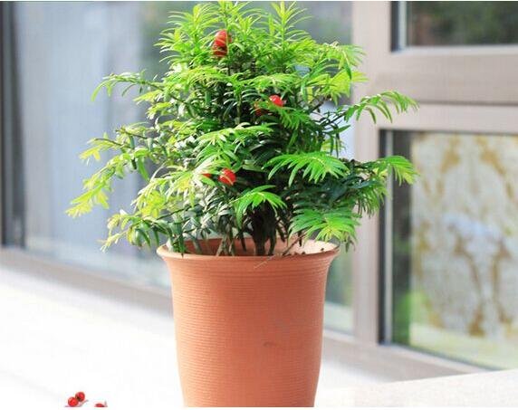 紅豆杉病蟲害的防治方法，莖腐病和白絹病是罪魁禍首