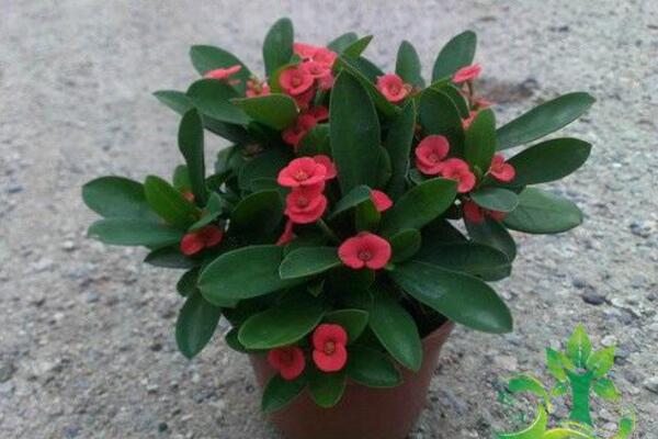 屋里養(yǎng)虎刺梅有毒嗎，不僅有毒還會產(chǎn)生致癌物質