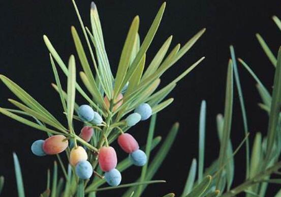 小葉羅漢松的養(yǎng)殖方法，老農(nóng)總結八大簡單易學的養(yǎng)殖技巧