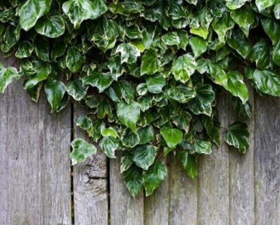 家庭養(yǎng)常春藤常見(jiàn)問(wèn)題大全，做好六點(diǎn)基本要點(diǎn)即可(生長(zhǎng)翠綠)