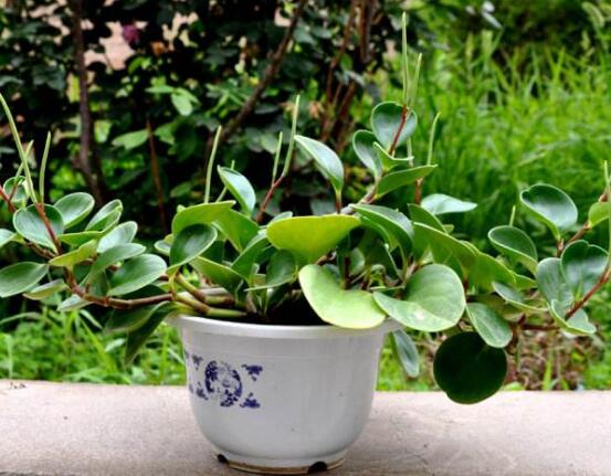 小碧玉怎么養(yǎng)，教你七種簡單易學(xué)基本方法