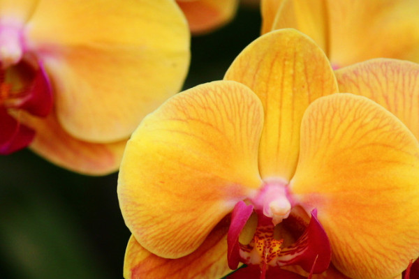 蝴蝶蘭怎么澆水多長時(shí)間一澆