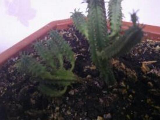 仙人掌爛根原因，仙人掌爛根怎么辦/重新栽培