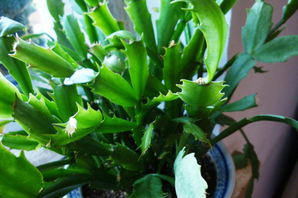 蟹爪蘭秋冬季節(jié)怎樣管理