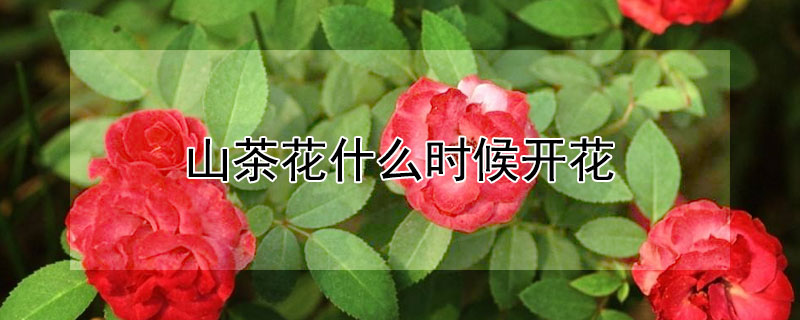 山茶花什么時(shí)候開(kāi)花
