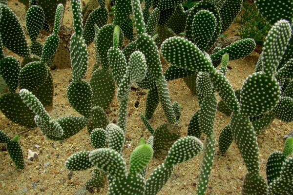 仙人掌爛半截怎么辦，切除發(fā)爛組織、換土消毒重新栽培