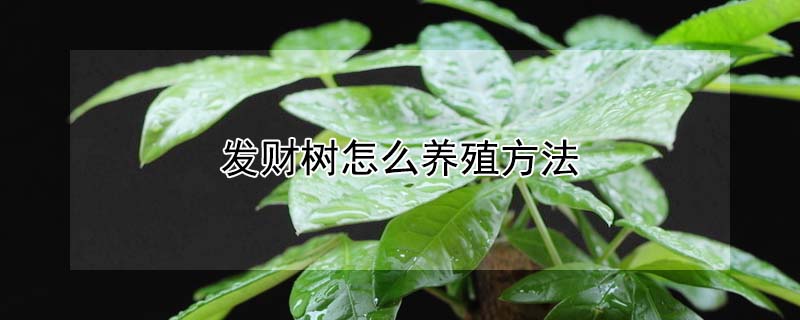 發(fā)財(cái)樹怎么養(yǎng)殖方法