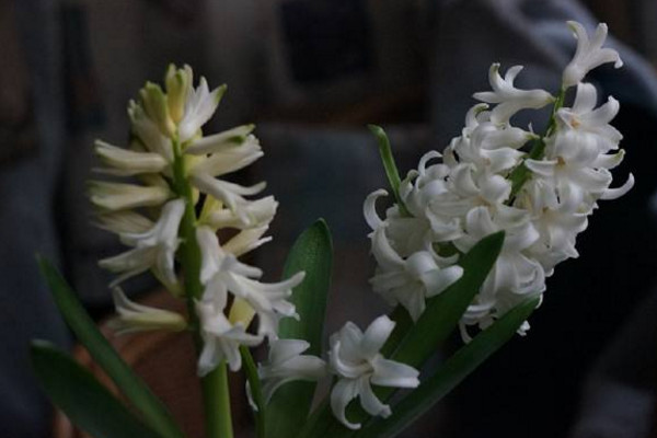 風(fēng)信子的花語是什么