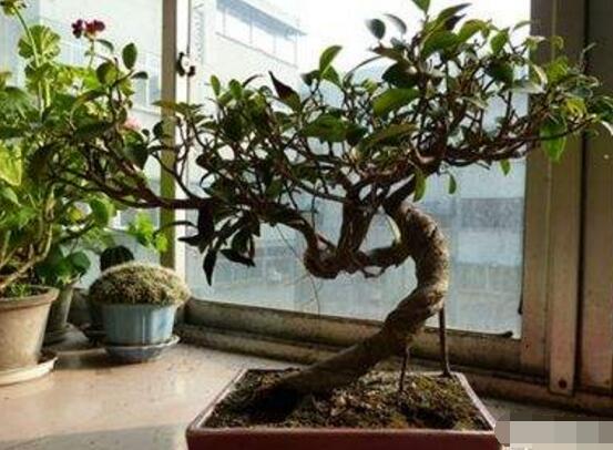 盆景榕樹(shù)有毒嗎，盆景榕樹(shù)可以放在室內(nèi)嗎