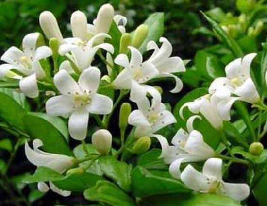 九里香冬天怎么施肥，九里香施什么肥好