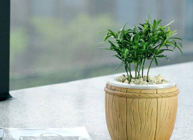 迷你羅漢松的養(yǎng)殖方法，簡單好養(yǎng)的四種方法