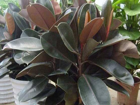 橡皮樹喜歡什么肥料，氮肥為主、磷鉀肥為輔