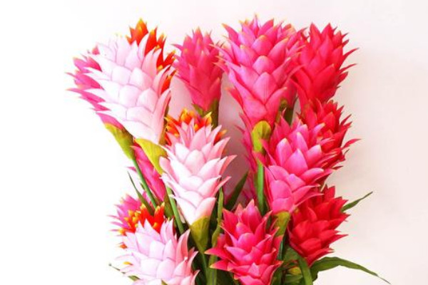 鴻運(yùn)當(dāng)頭怎么生根