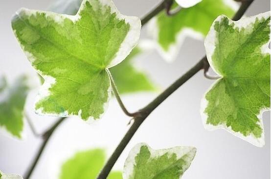 常春藤用淺盆還是深盆，深、淺盆都合適