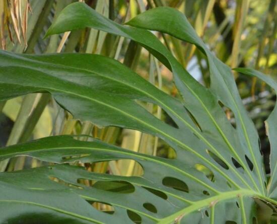 龜背竹黑斑病怎么辦，及時摘除病葉、噴灑藥物/保持通風透氣