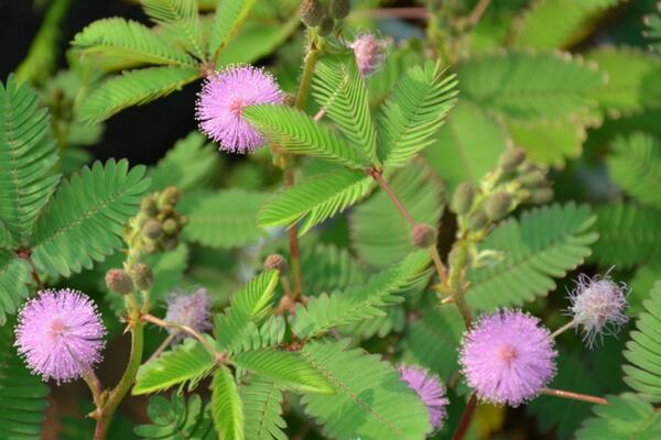 含羞草會(huì)掉頭發(fā)嗎，經(jīng)常觸碰會(huì)導(dǎo)致嚴(yán)重的脫發(fā)