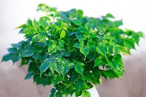 幸福樹幾天澆一次水，一般情況可7~10天澆水一次