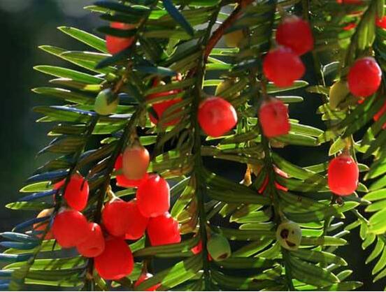 紅豆杉干枯后急救方法，教你四種方法輕松解決