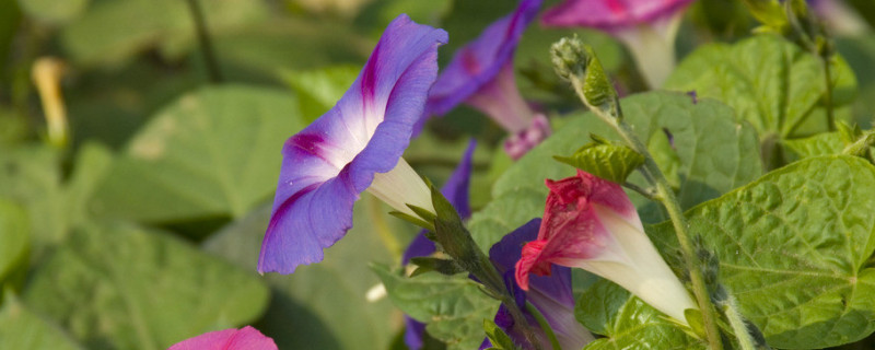 幾年前的牽?；ǚN子還可以種嗎