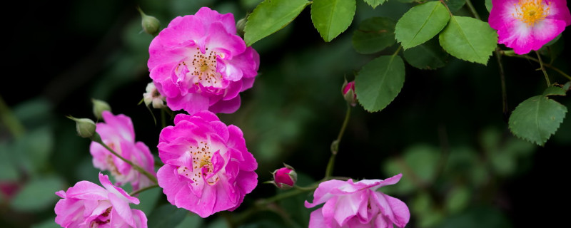 薔薇怎么養(yǎng)