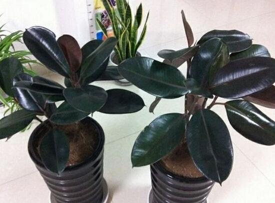 橡皮樹好養(yǎng)嗎，橡皮樹的養(yǎng)殖方法和注意事項(xiàng)