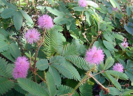 含羞草蔫了怎么辦，教你三種最直觀有效解決方法