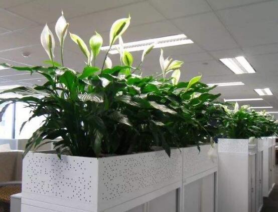 一帆風(fēng)順花的擺放禁忌，忌光線太強(qiáng)與溫度極低處