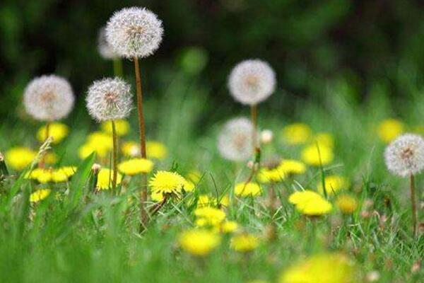 蒲公英種子的播種方法，建議在每年的春秋季播種